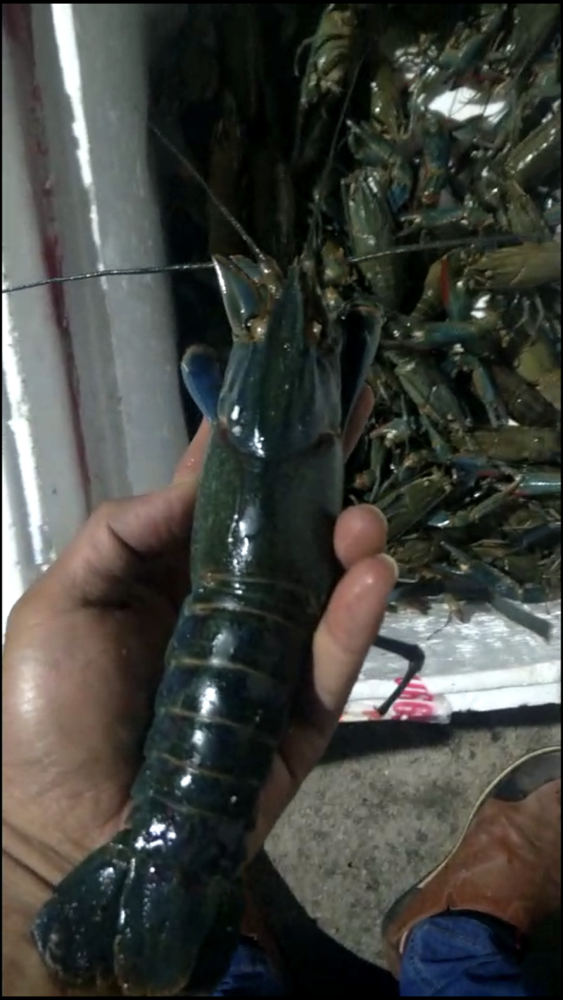 种苗