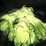 儿菜2斤以上