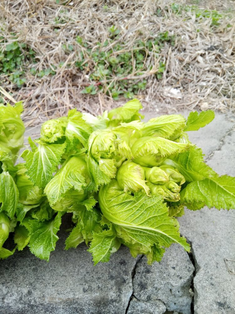 儿菜2斤以上