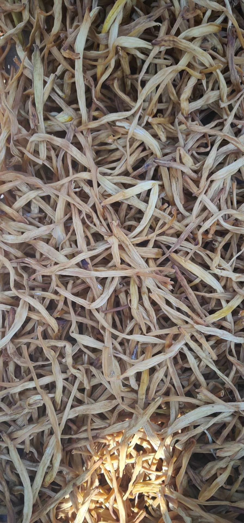 源头产地一手货源黄花菜，萱草，忘忧草，一件代发