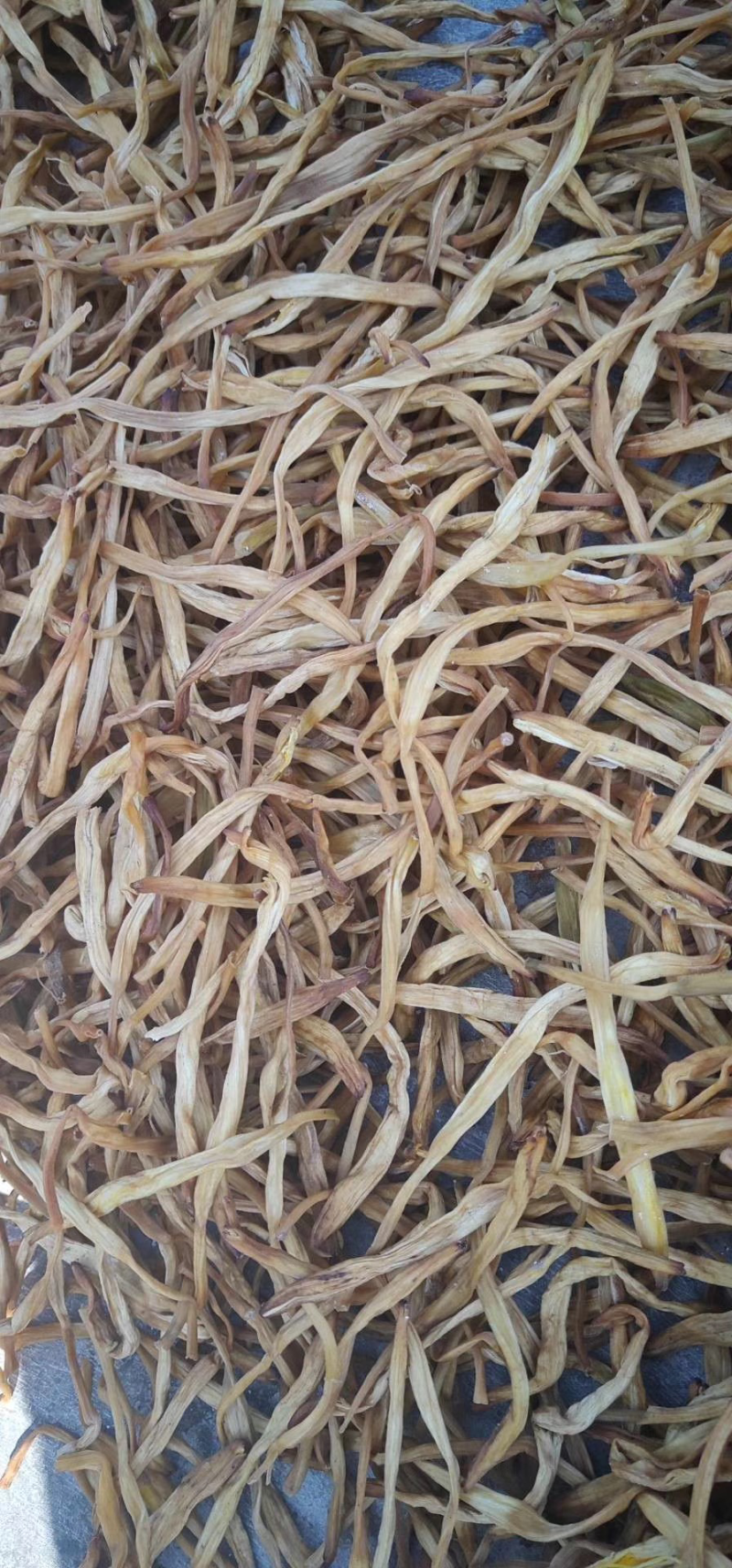 源头产地一手货源黄花菜，萱草，忘忧草，一件代发
