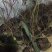 蓝莓苗30~50cm2年以上