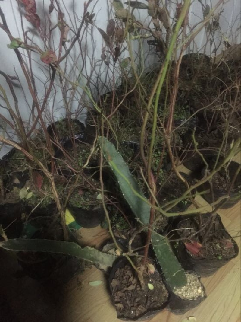 蓝莓苗30~50cm2年以上