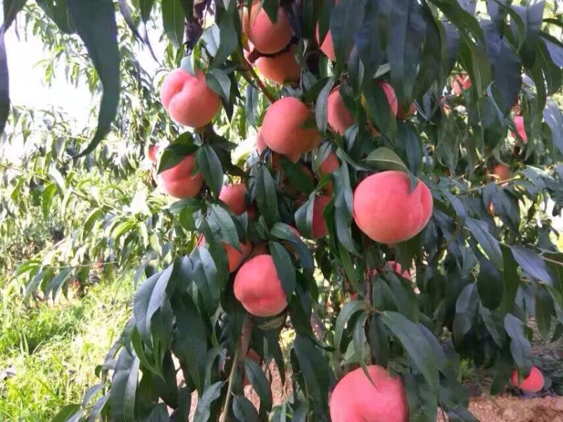 当年桃树苗嫁接出售，