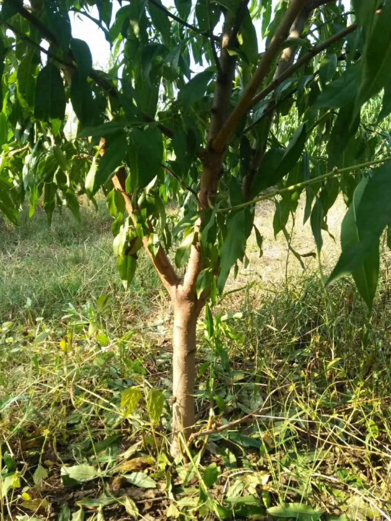 当年桃树苗嫁接出售，