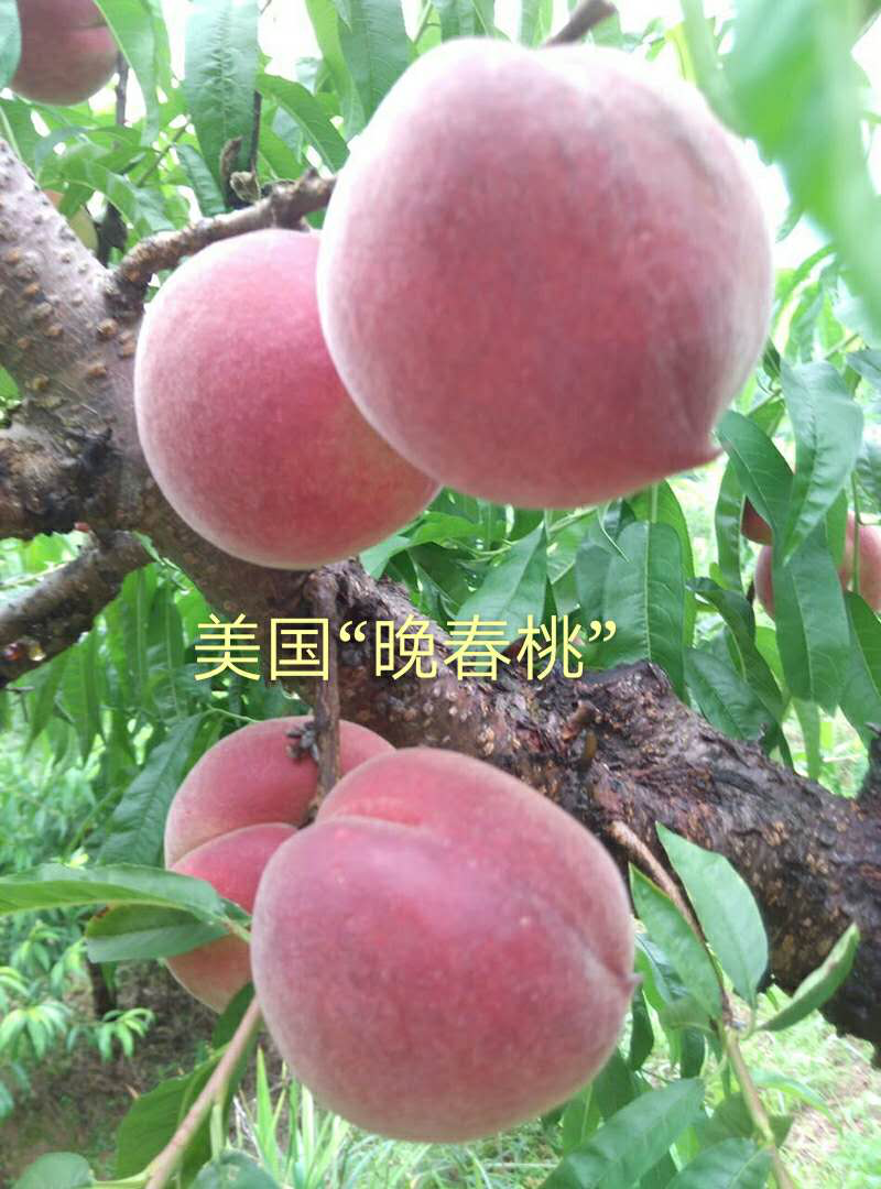 当年桃树苗嫁接出售，