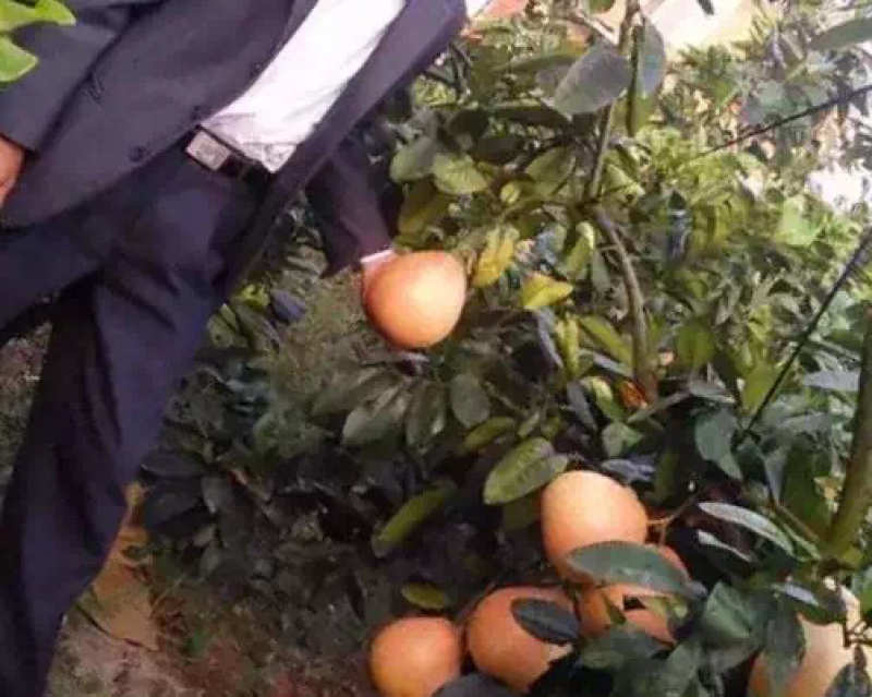 当年三红柚嫁接苗出售