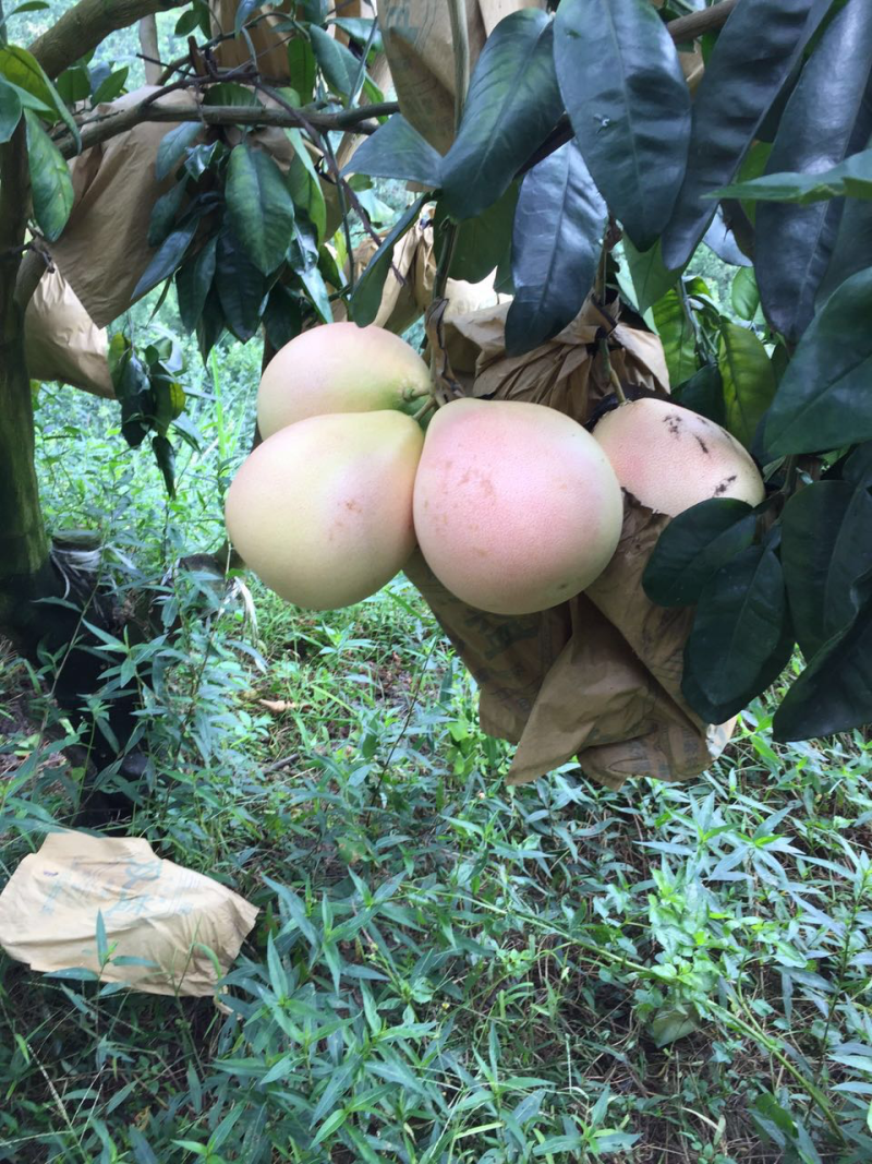 当年三红柚嫁接苗出售