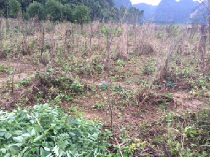 征地苗木大清理，有罗汉松、降香黄檀、映山红