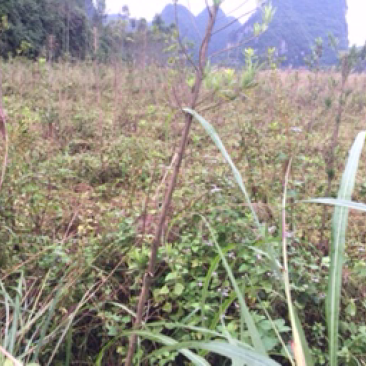 征地苗木大清理，有罗汉松、降香黄檀、映山红