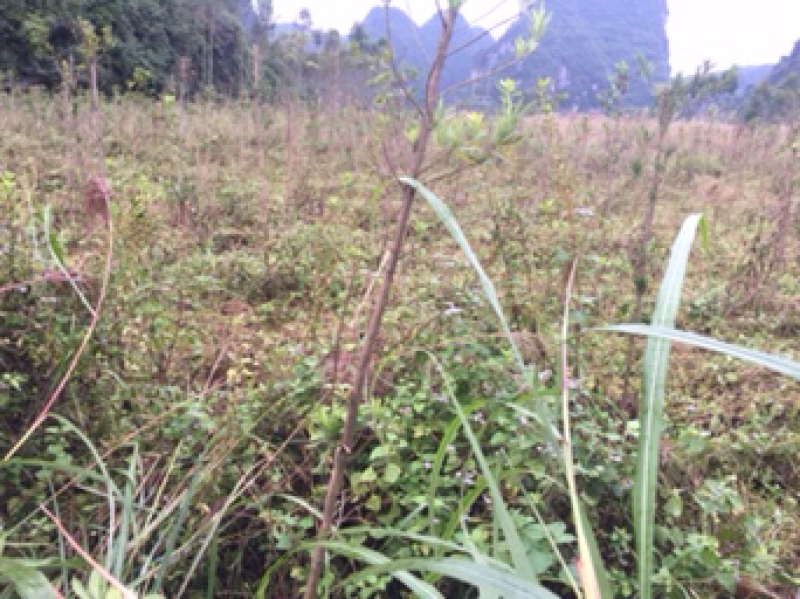 征地苗木大清理，有罗汉松、降香黄檀、映山红