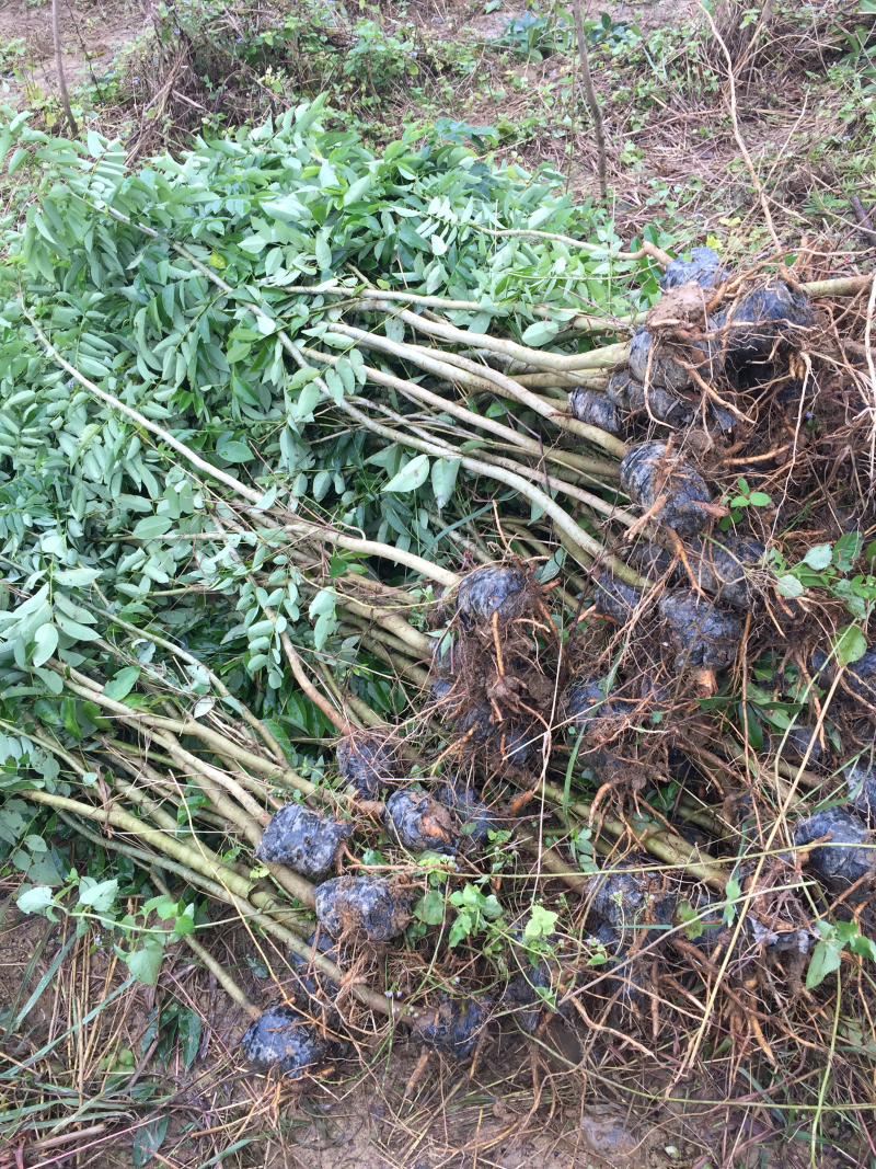 征地苗木大清理，有罗汉松、降香黄檀、映山红
