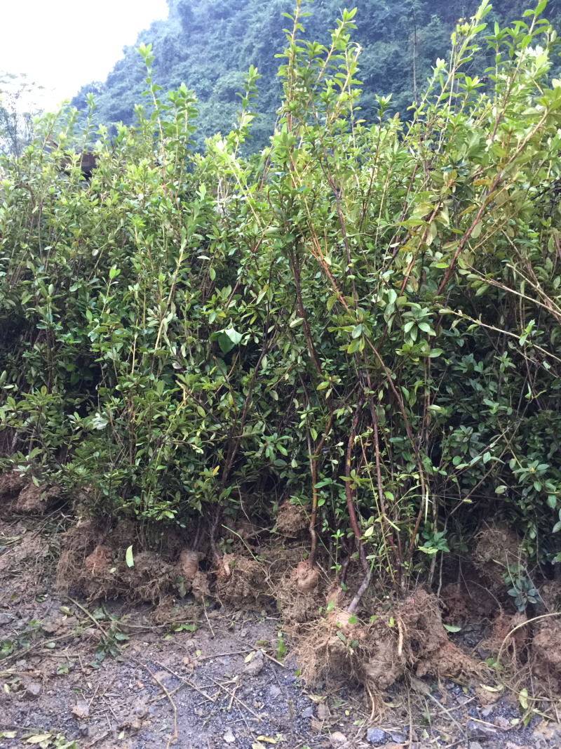 征地苗木大清理，有罗汉松、降香黄檀、映山红