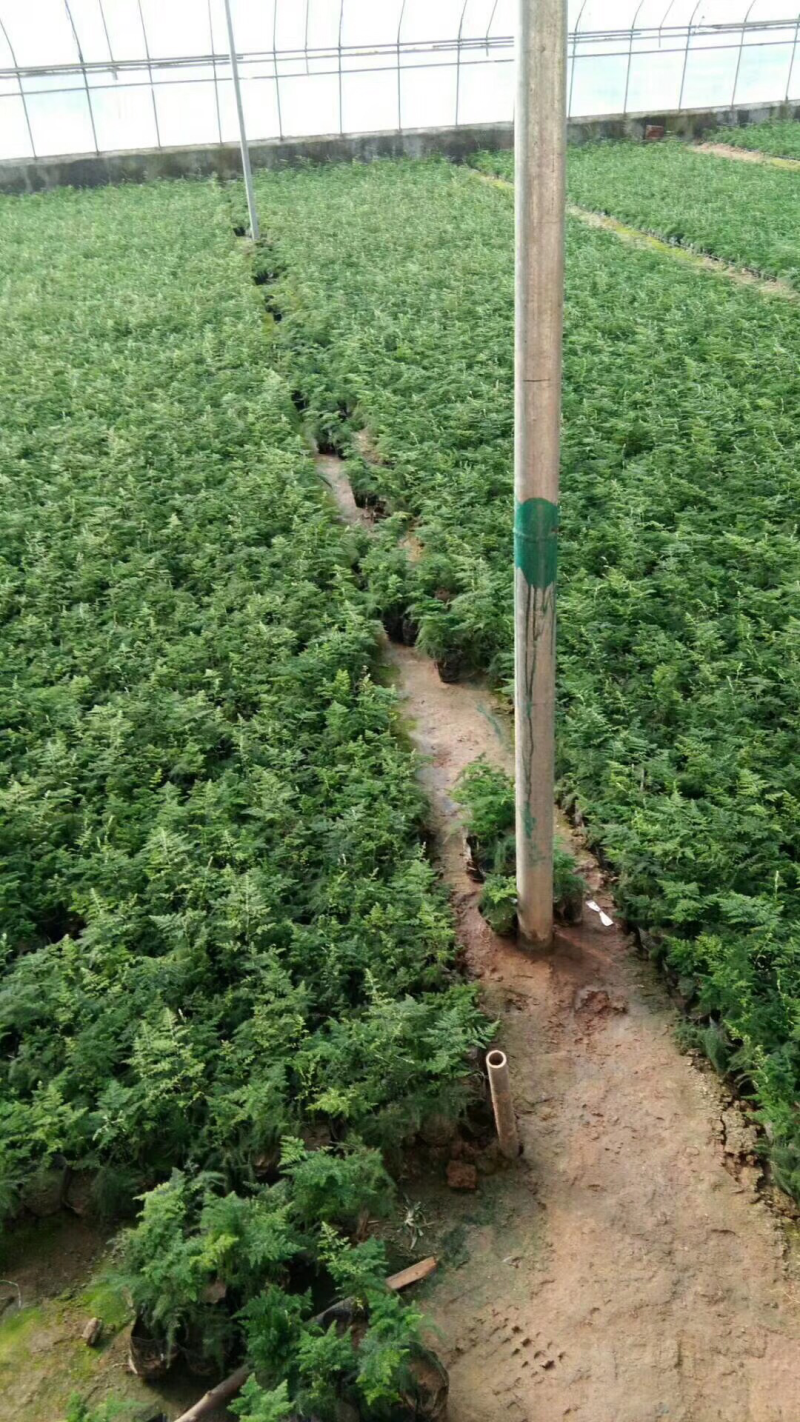 文竹