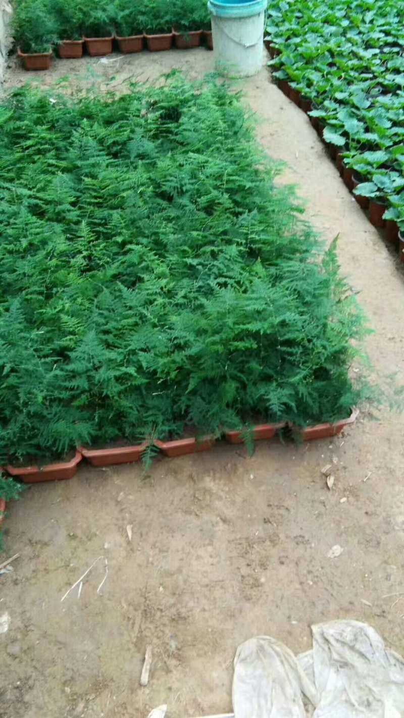 文竹