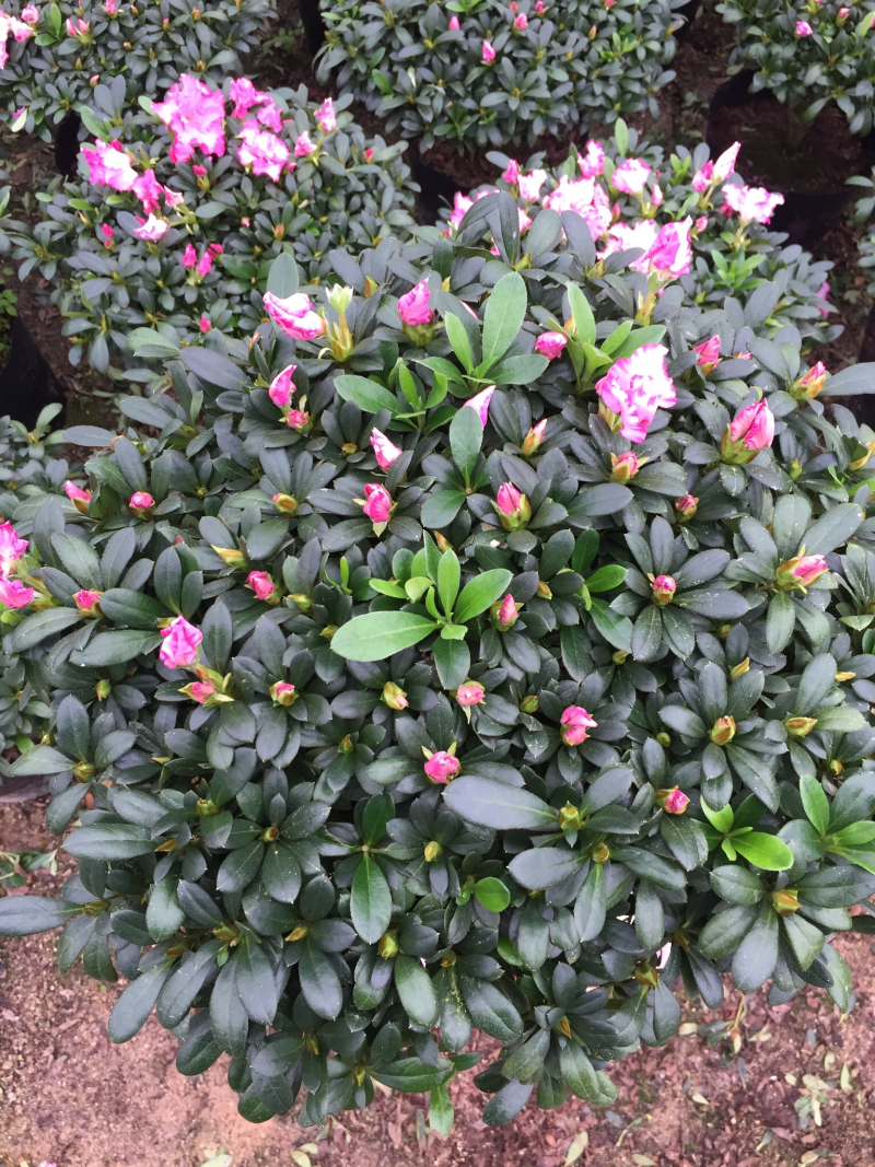 西玛杜鹃（红双喜杜鹃）260杯盆栽绿植苗木四季常青基地