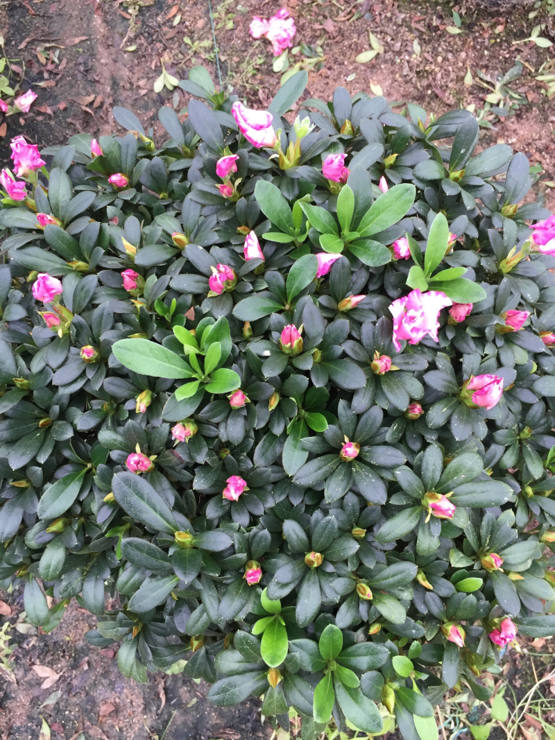 西玛杜鹃（红双喜杜鹃）260杯盆栽绿植苗木四季常青基地