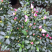 西玛杜鹃（红双喜杜鹃）260杯盆栽绿植苗木四季常青基地