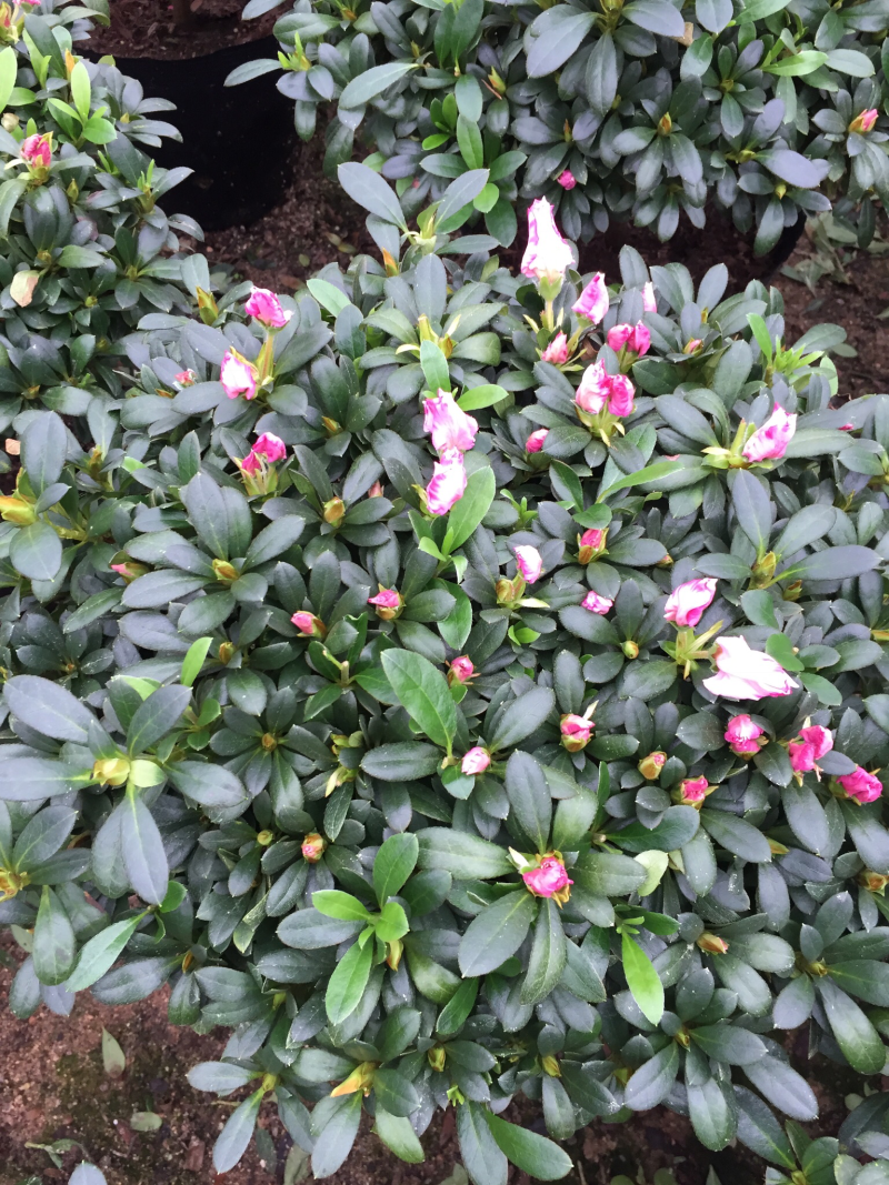 西玛杜鹃（红双喜杜鹃）260杯盆栽绿植苗木四季常青基地