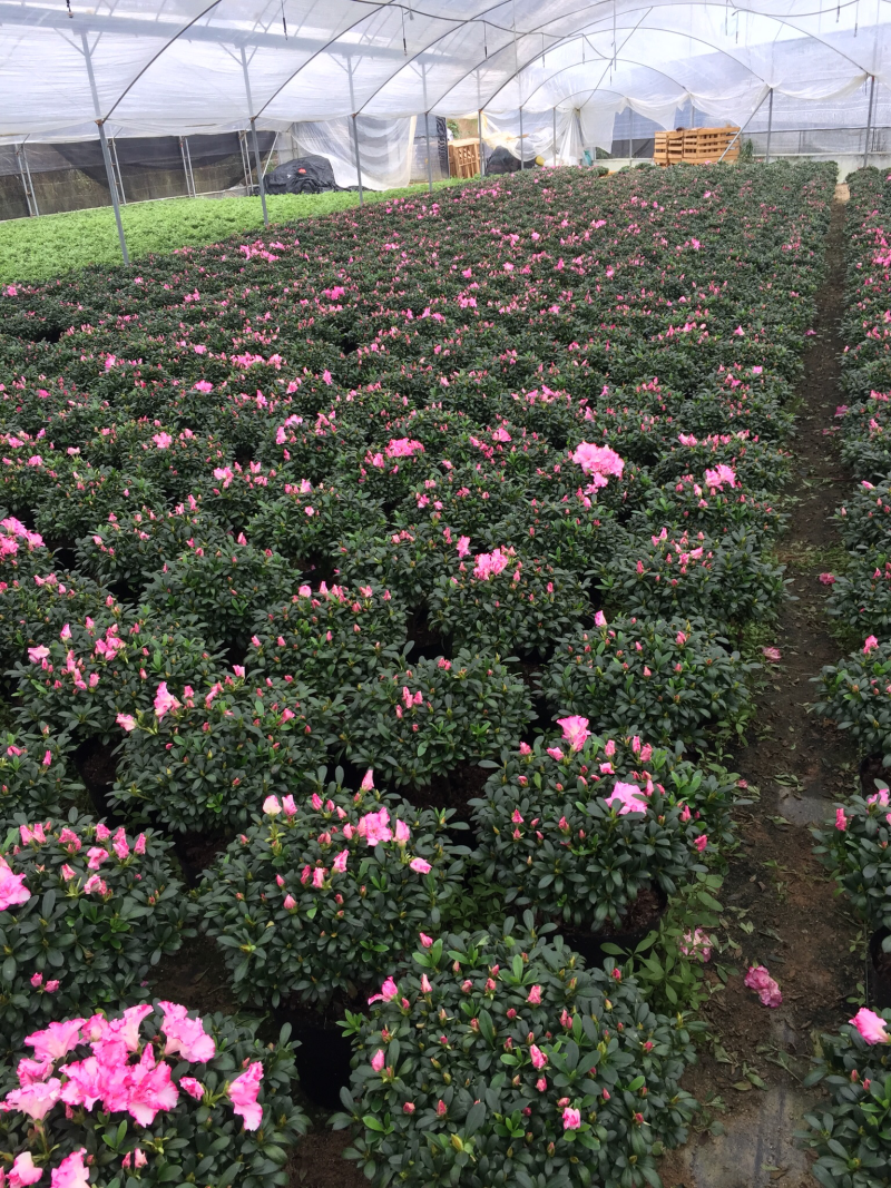 西玛杜鹃（红双喜杜鹃）260杯盆栽绿植苗木四季常青基地