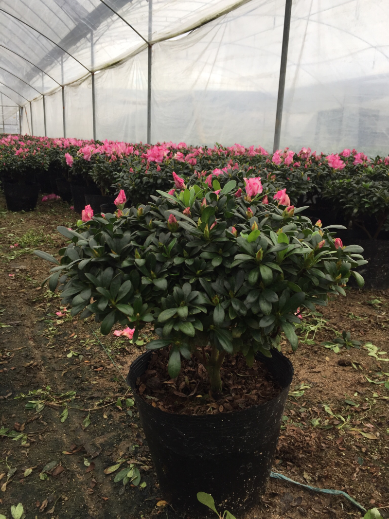 西玛杜鹃（红双喜杜鹃）260杯盆栽绿植苗木四季常青基地