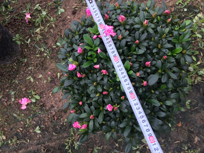 西玛杜鹃（红双喜杜鹃）260杯盆栽绿植苗木四季常青基地