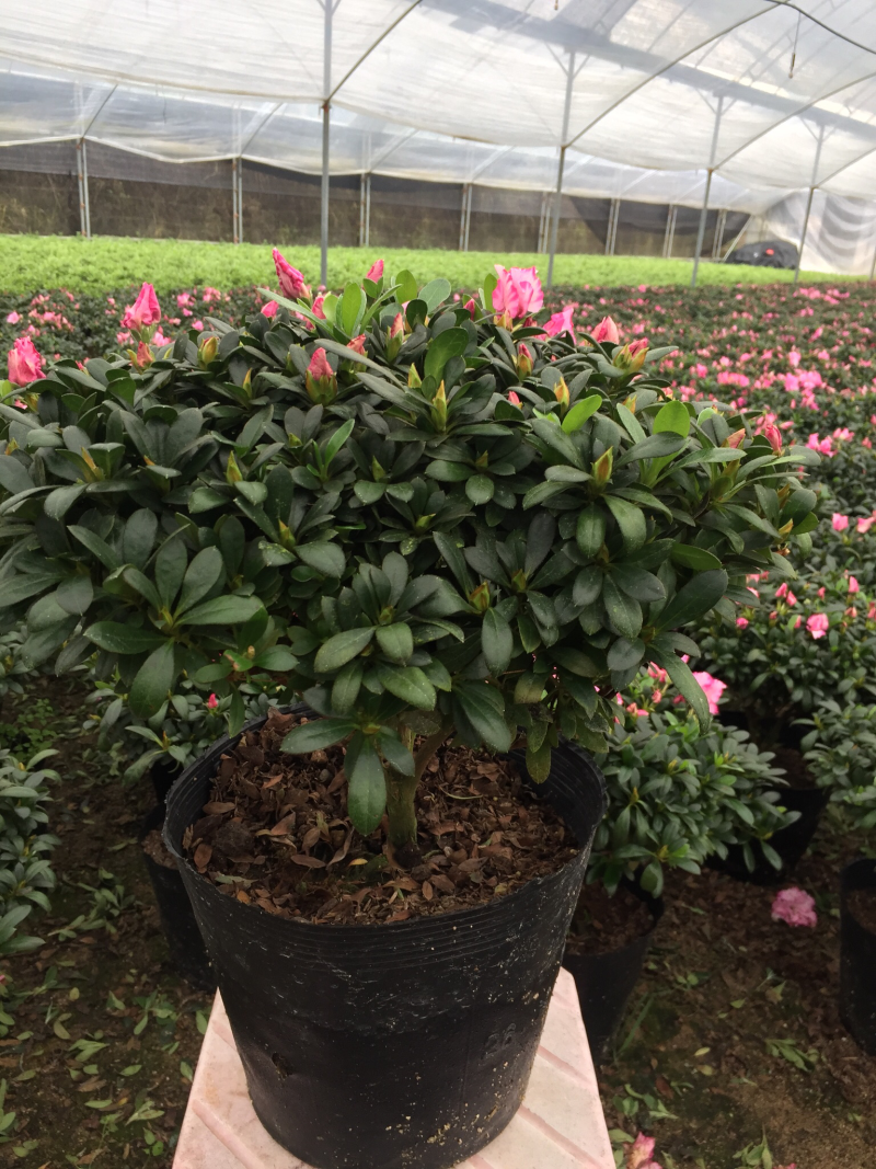 西玛杜鹃（红双喜杜鹃）260杯盆栽绿植苗木四季常青基地