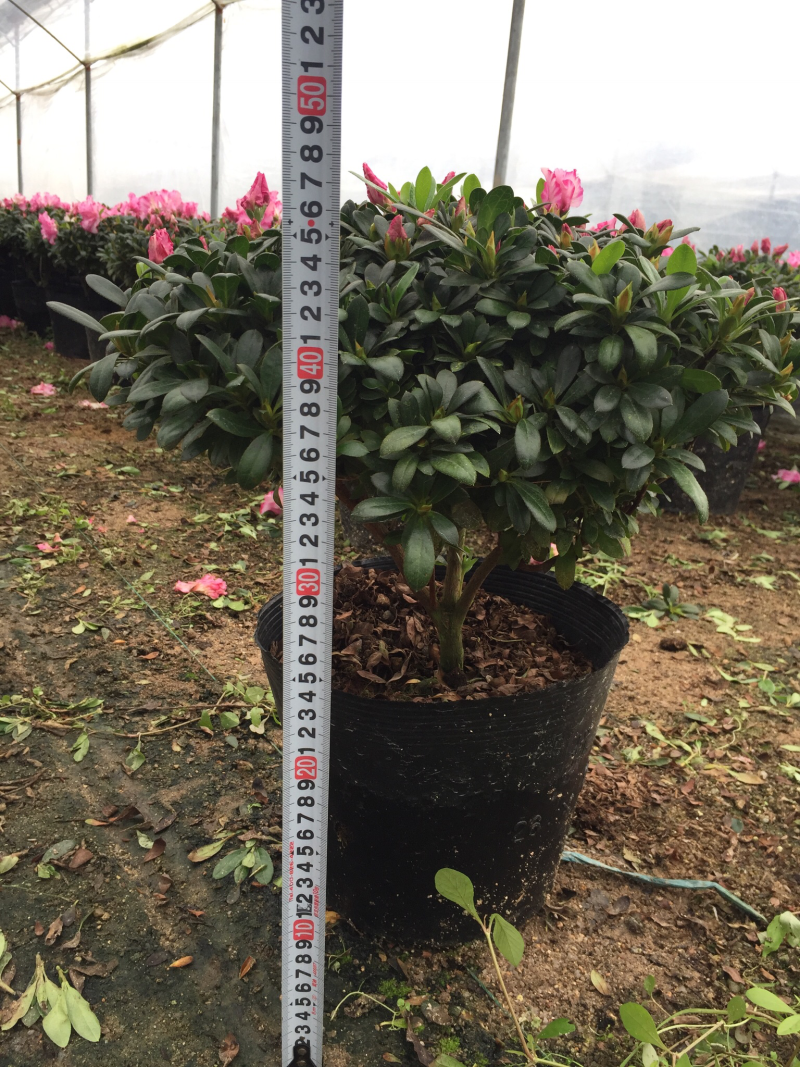 西玛杜鹃（红双喜杜鹃）260杯盆栽绿植苗木四季常青基地