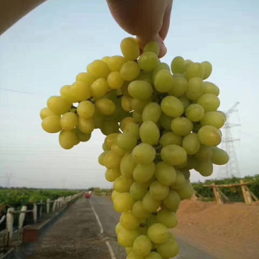 新疆葡萄干