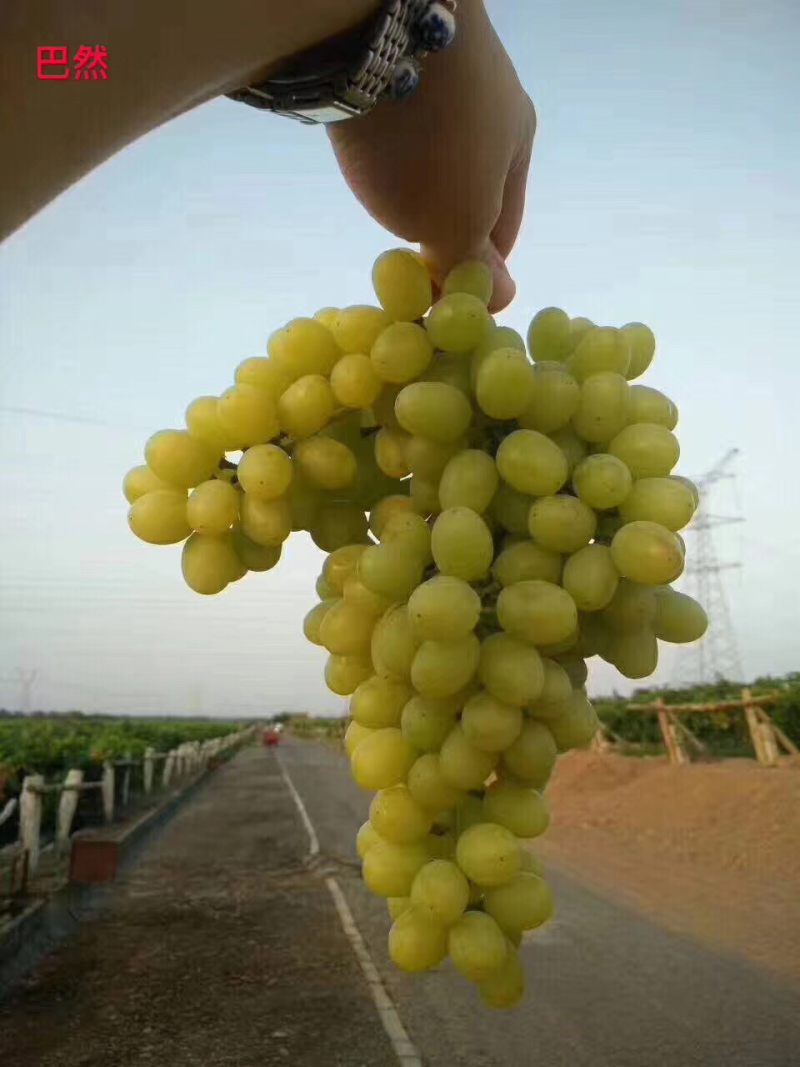 新疆葡萄干