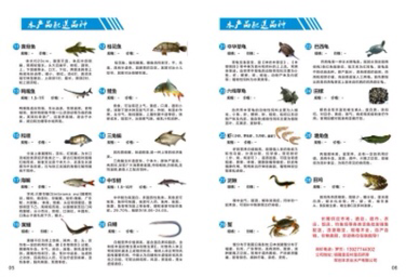 鲶鱼