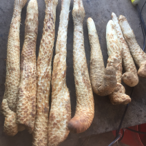 新鲜肉苁蓉阿拉善沙漠人参特级男性滋补泡酒料
