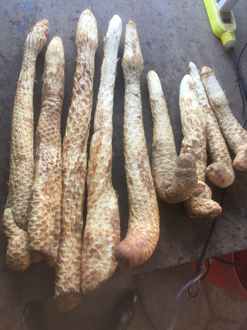新鲜肉苁蓉阿拉善沙漠人参特级男性滋补泡酒料
