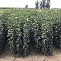 新梨7号梨树梨苗鑫茂农业科技有限公司
