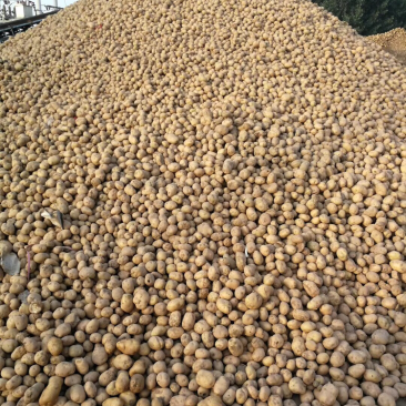 公司长年生产经营马铃薯淀粉