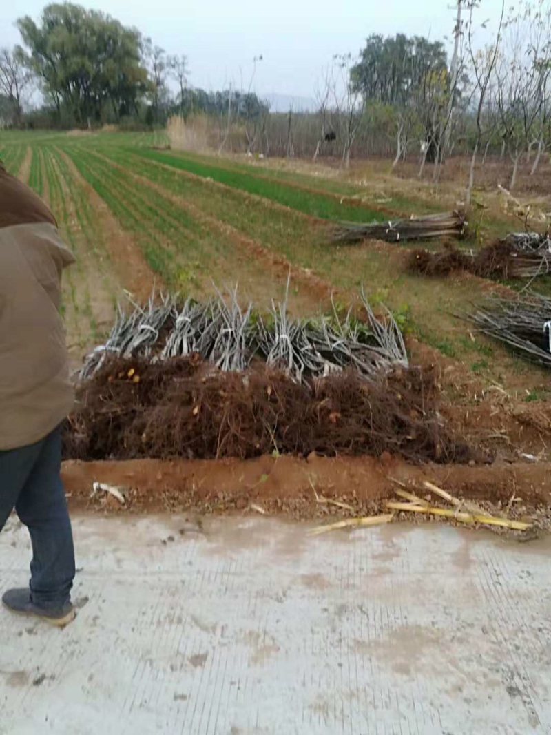 核桃品种苗，实生苗，枣树苗量大