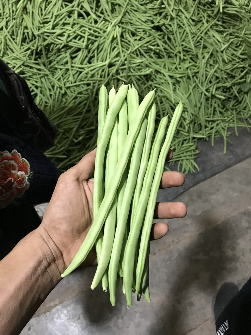 小金豆即将上市，有诚意的联系合作，代办发