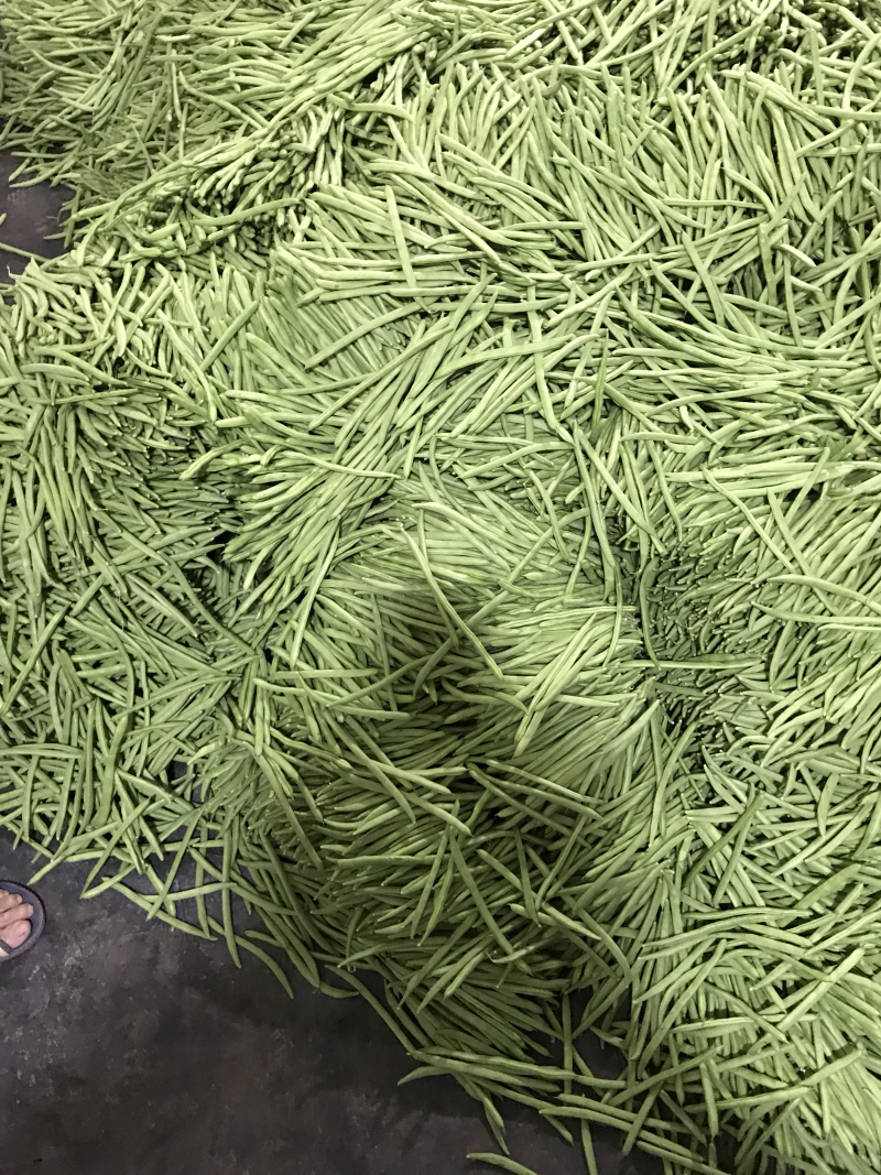 小金豆即将上市，有诚意的联系合作，代办发