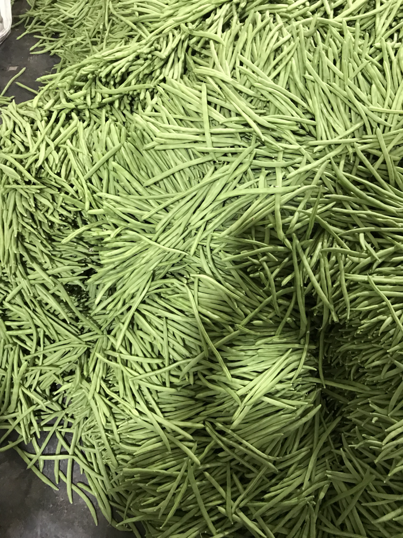 小金豆即将上市，有诚意的联系合作，代办发