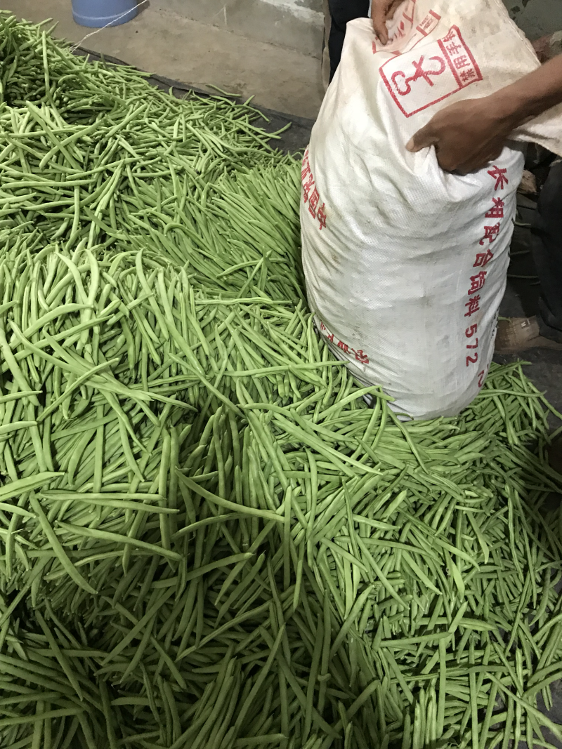 小金豆即将上市，有诚意的联系合作，代办发