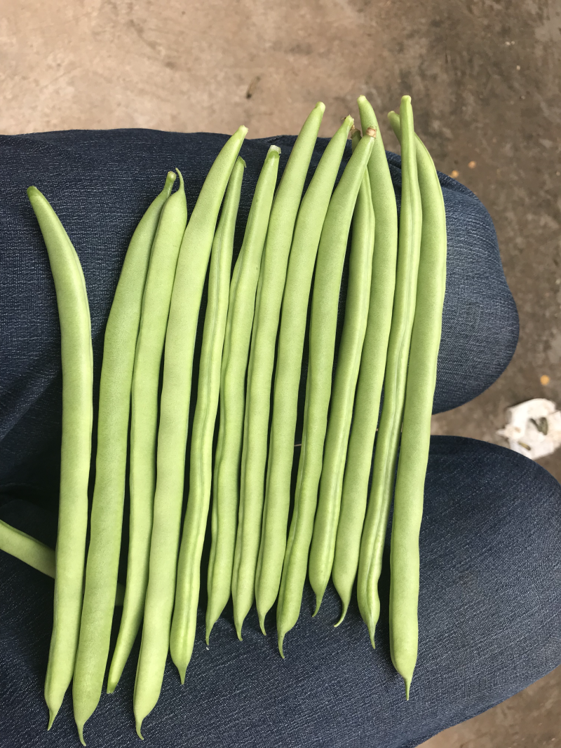 小金豆即将上市，有诚意的联系合作，代办发