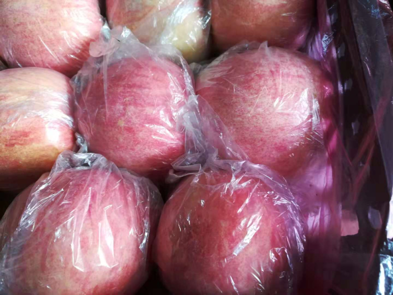 高山膜袋，口感脆甜，皮薄多汁，欢迎全国各地客商前来咨询选