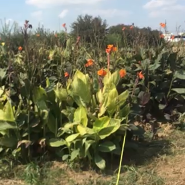 美人蕉价格优苗圃直销无中介