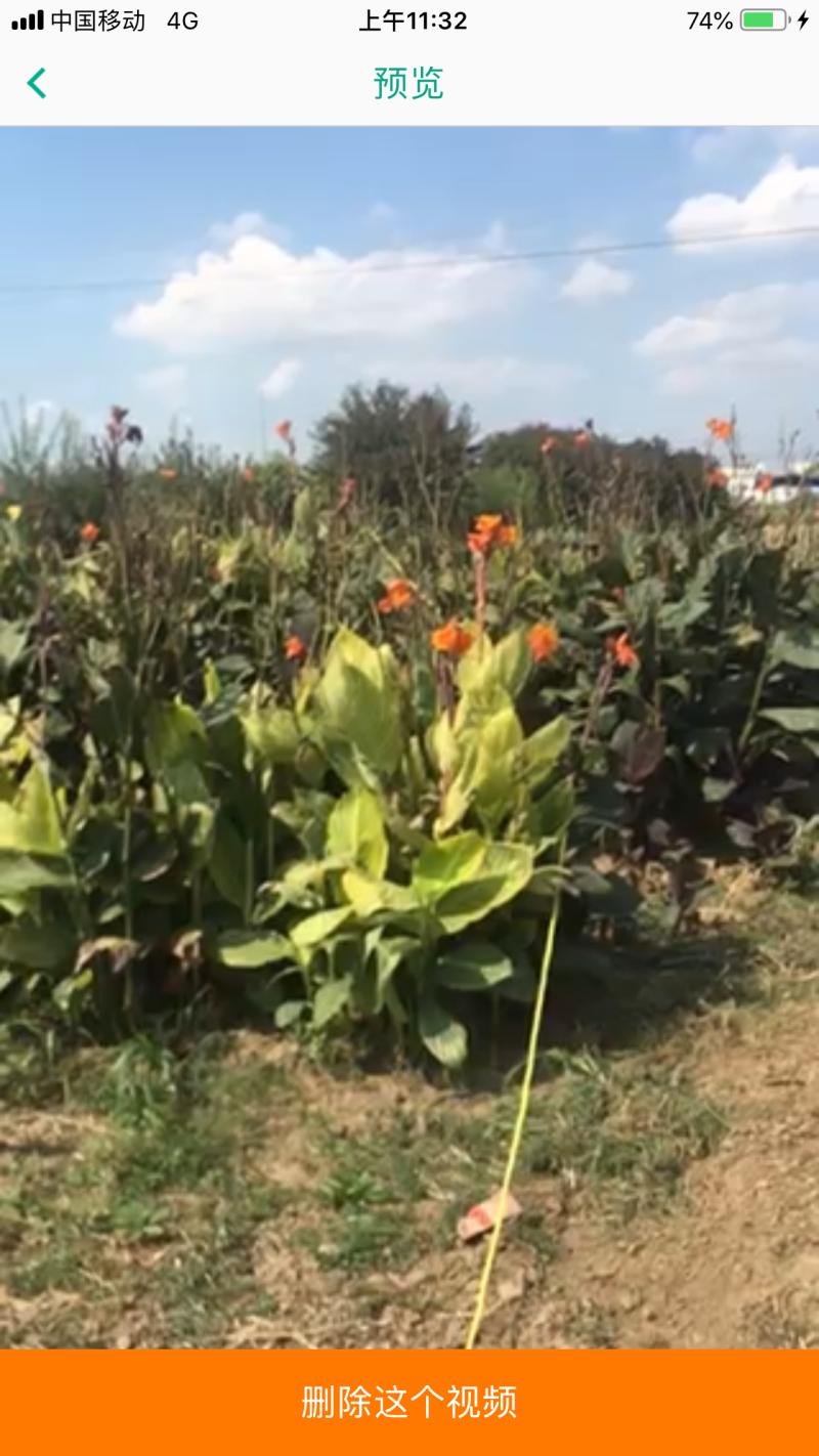 美人蕉价格优苗圃直销无中介
