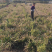 金边麦冬