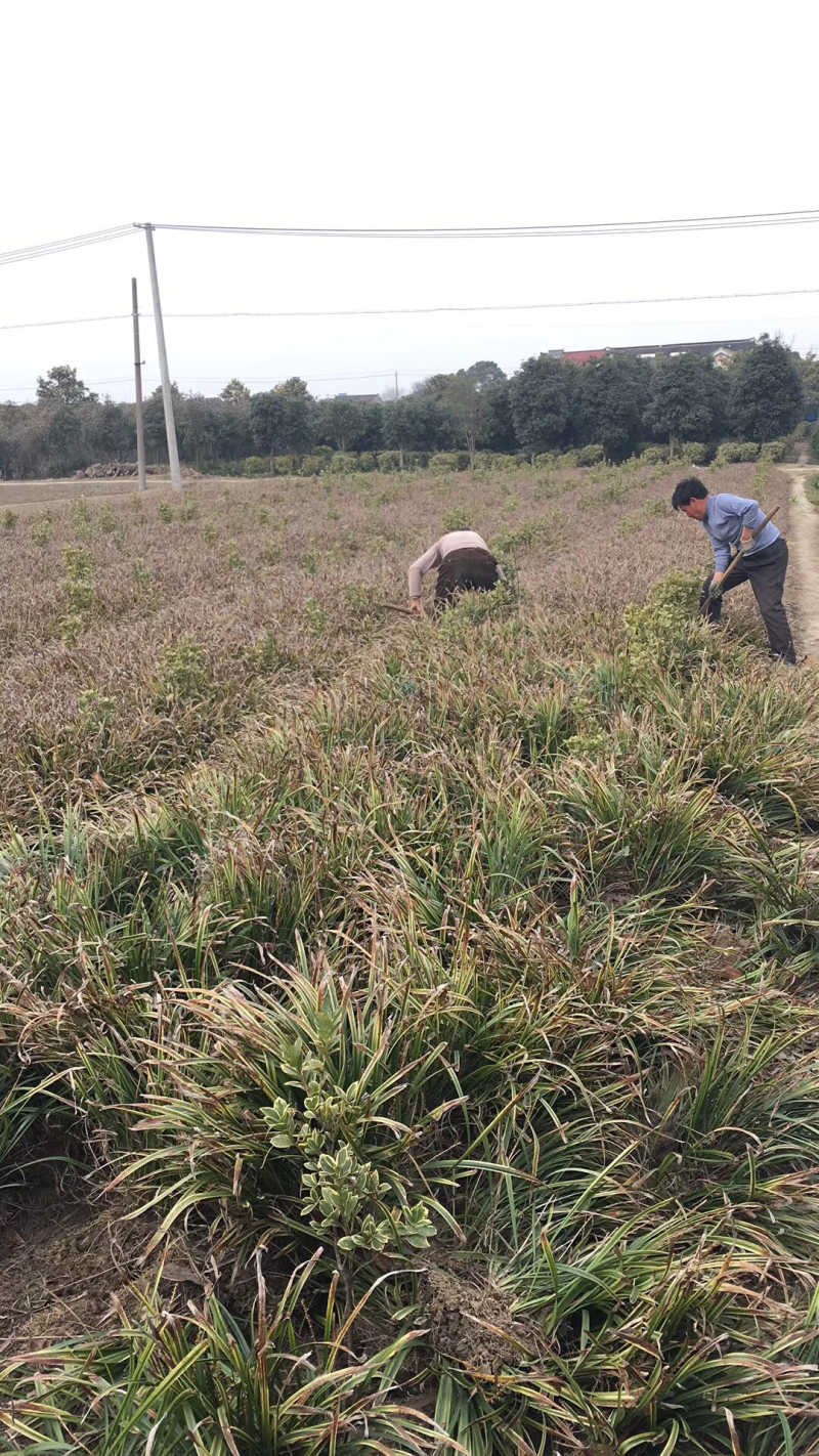 金边麦冬