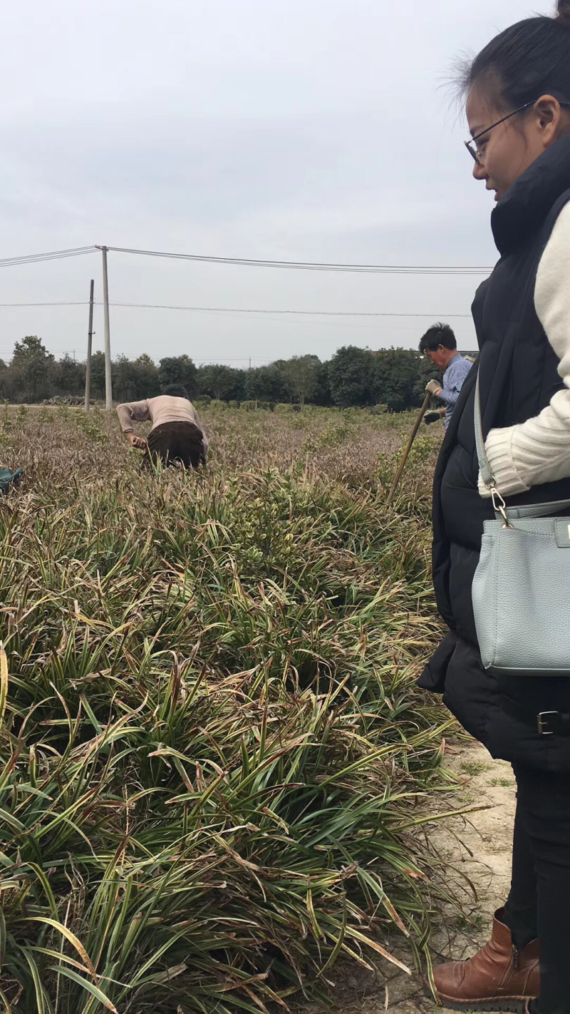 金边麦冬