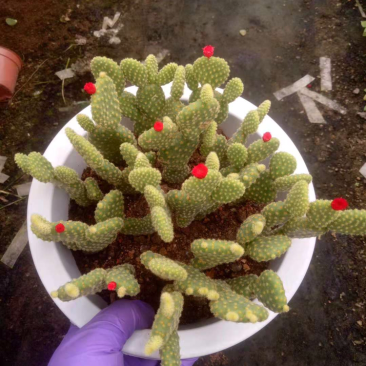 红毛掌和黄毛掌