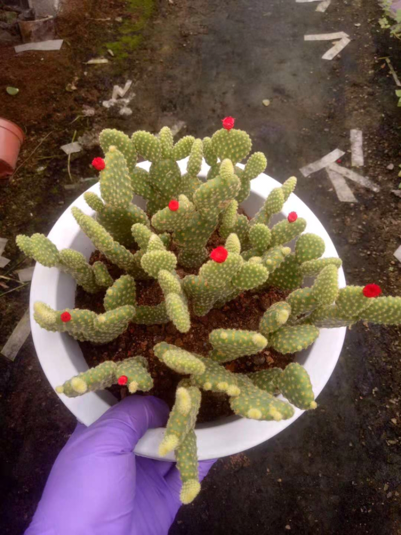 红毛掌和黄毛掌