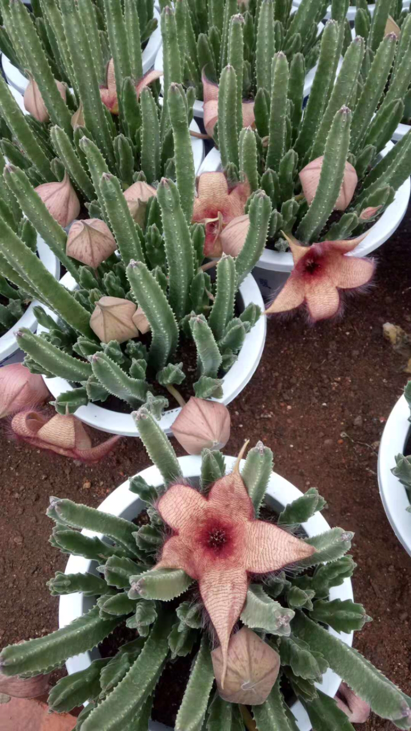 红毛掌和黄毛掌